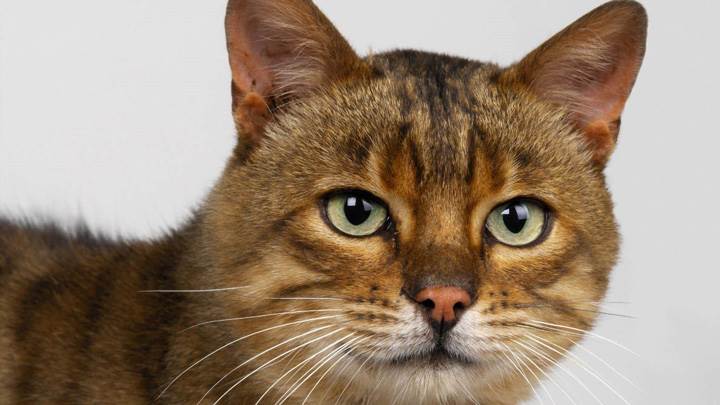 Dark Brown Cat Face Closeup